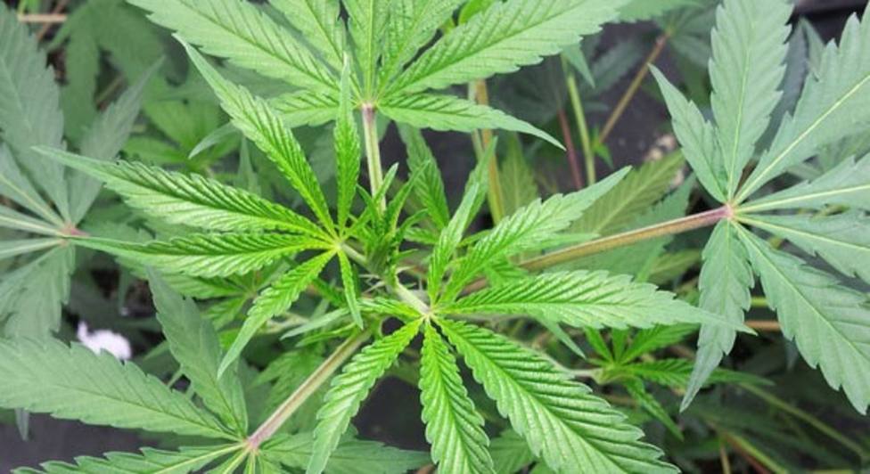 Detenido un hombre de 54 años en O Saviñao por tener once plantas de marihuana