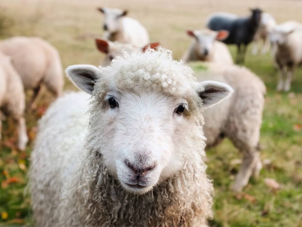 Asaja Córdoba alerta de la situación dramática del ovino y caprino en la provincia