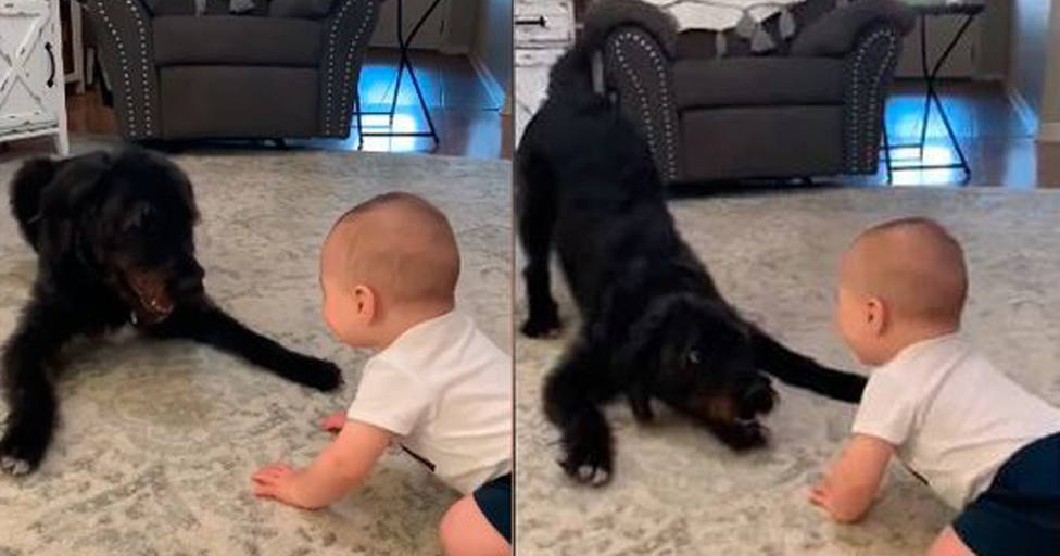 Una madre graba a su bebé con su perro y lo que revelan las imágenes le dejó sin palabras