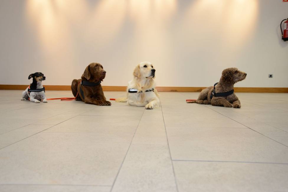 Bosco, Pot, Uva y Matilda, perros de terapia