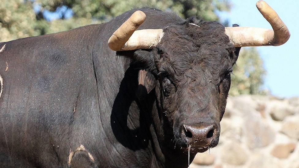 Uno de los toros de Román Sorando que se lidiarán este sábado en Soria