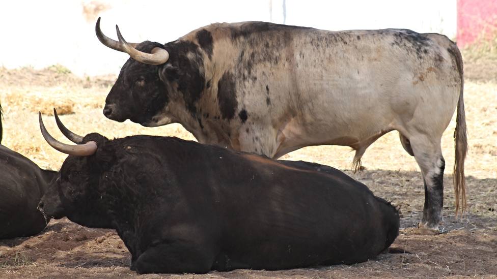 Varios de los toros de El Parralejo que se exhibieron semanas atrás en la Venta del Batán