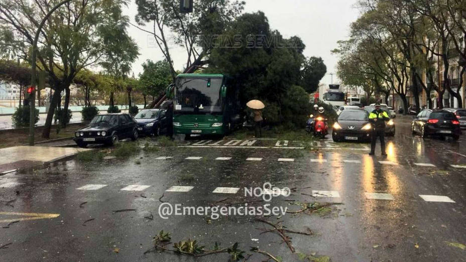 Caídas de árboles y destrozos en terrazas por las fuertes rachas de viento en Sevilla