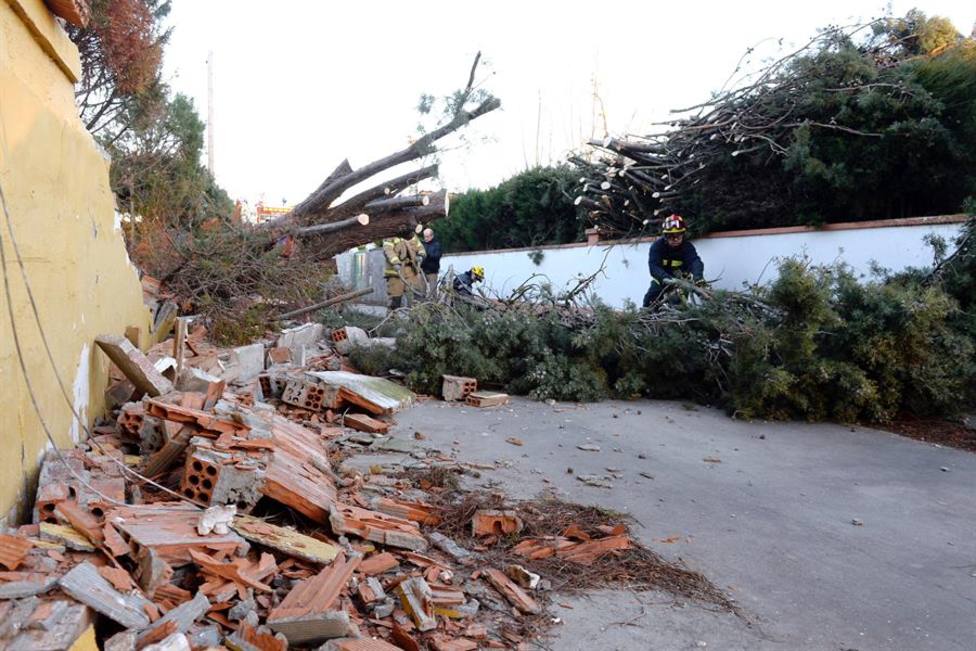 Árbol caído en la localidad vallisoletana de Viana de Cega