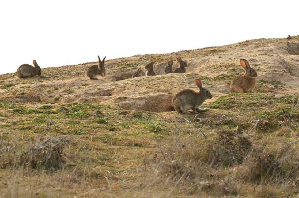 ARAG-ASAJA insiste al Gobierno regional en la necesidad de poner fin a los daños por la fauna silvestre