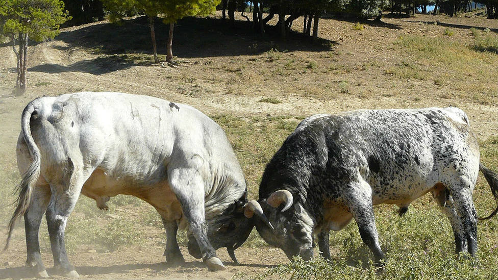 Dos toros en la finca de la ganadería aragonesa de Los Maños