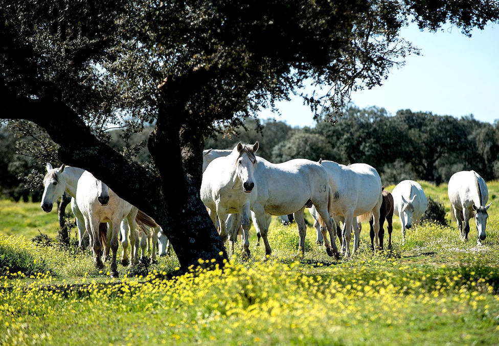 Andalucía convoca ayudas para el viñedo y equino de cría, afectados por la Covid-19