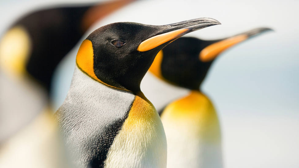 Pingüinos Emperadores: la especie que peligra por el cambio climático