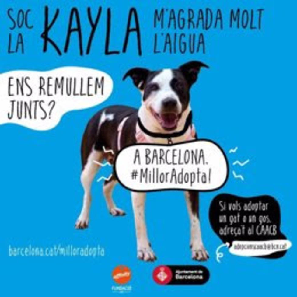 El Ayuntamiento de Barcelona lanza una nueva campaña para promover la adopción de animales