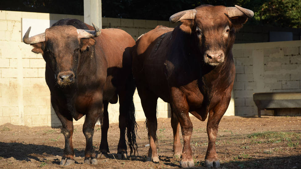 Los toros de Domingo Hernández para la Goyesca de Arles