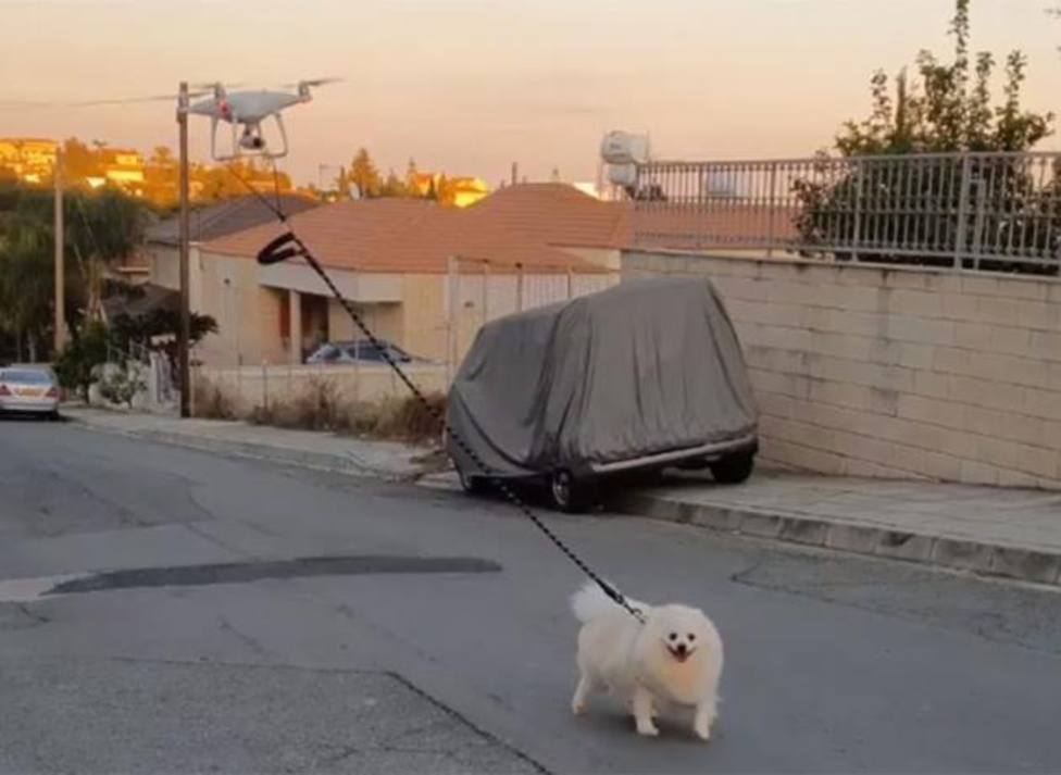 El insólito paseo de un dueño a su perro que dejó a sus vecinos sin palabras