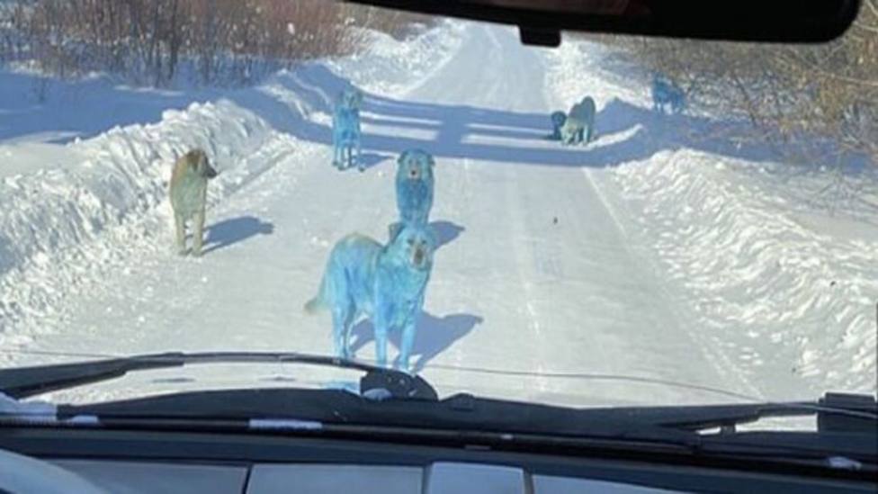 Se hacen virales las imágenes de perros azules en Rusia