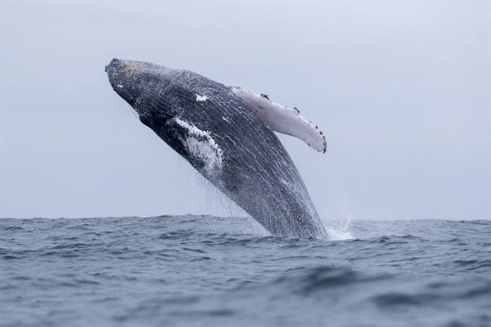 Una imagen de una ballena jorobada similar a la que atacó al hombre