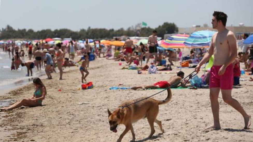ctv-luj-imagen-perro-playa