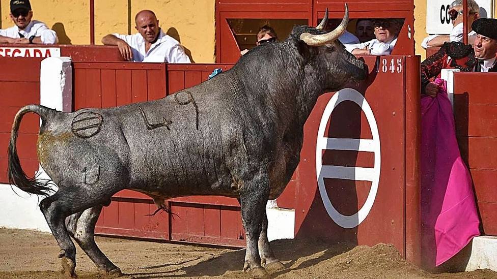 Un imponente toro de Saltillo en la plaza de toros de Ceret (Francia)