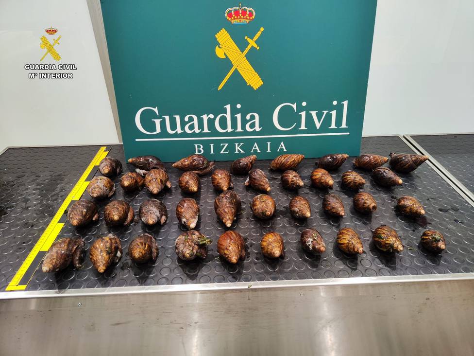 Caracoles incautados en el aeropuerto de Bilbao 1