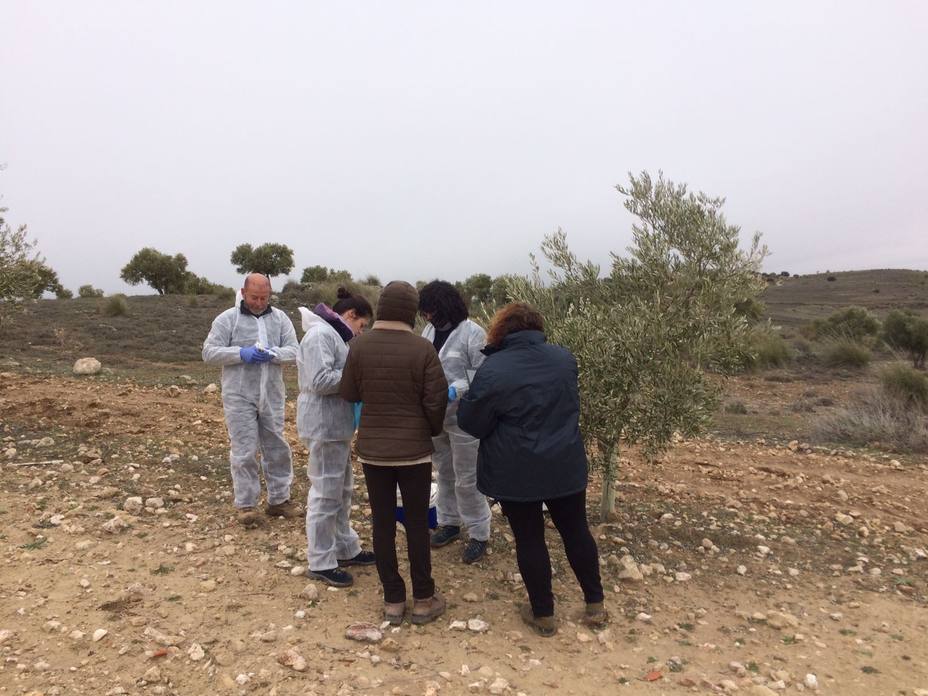 Técnicos en el campo inspeccionan olivos para detectar la presencia de la bacteeria