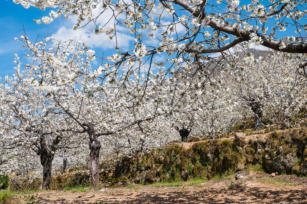 La floración de los cerezos ha comenzado en el Valle del Jerte