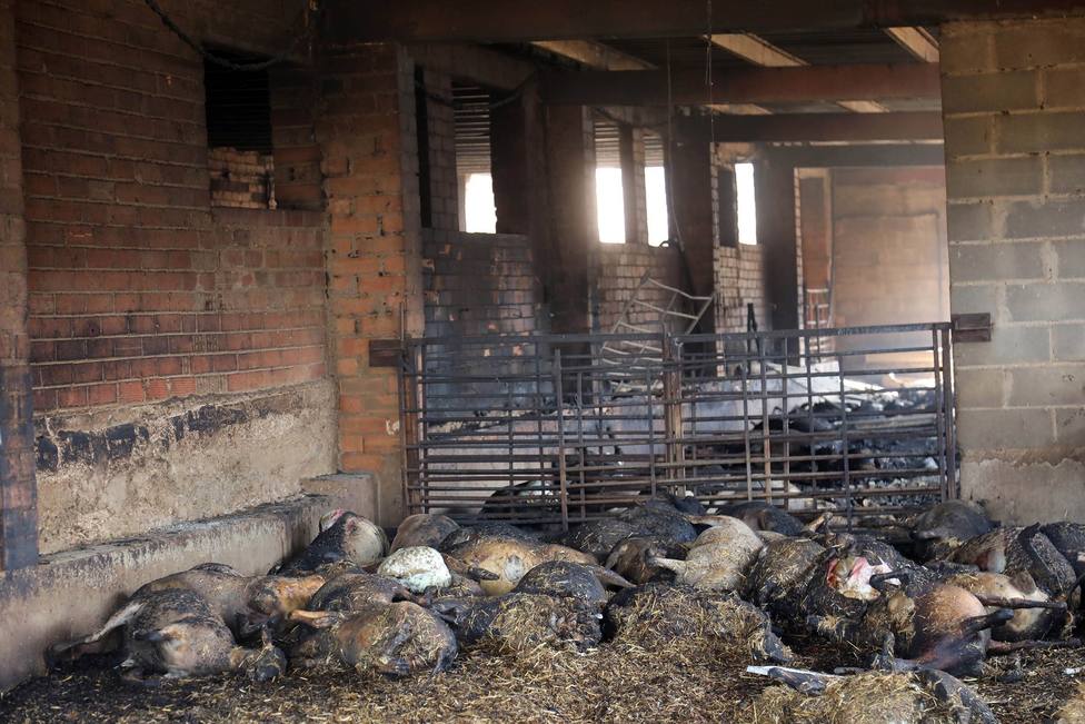 Lanzan una campaña para ayudar al pastor que ha perdido 200 ovejas en el incendio de Tarragona