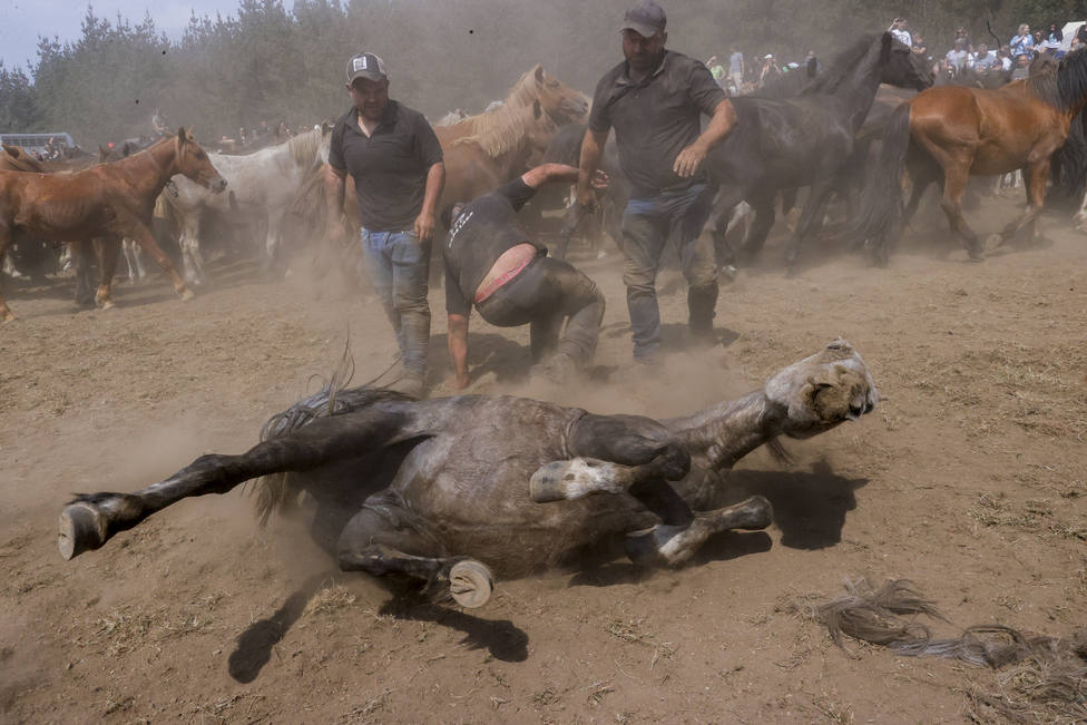 Un equino en el suelo tras serle cortada las crines - FOTO: EFE / Kiko Delgado