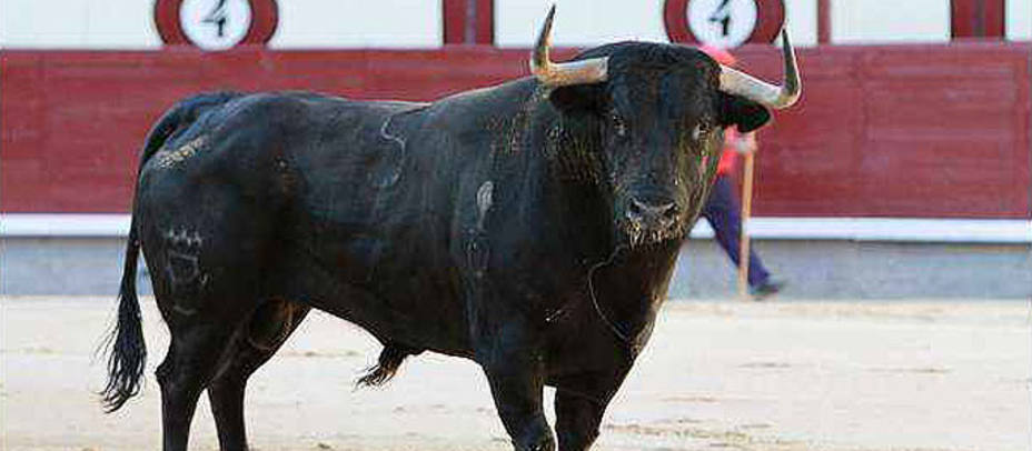 Uno de los toros de Gavira lidiados en 2012 en la plaza de Madrid. LAS-VENTAS.COM