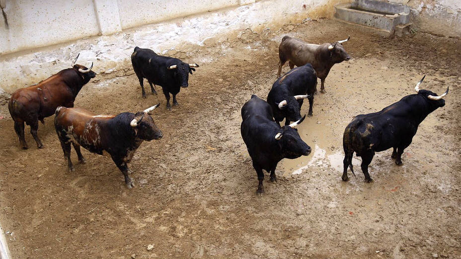 Los toros de Cebada Gado reseñados para Cuenca en 2017 en los corrales de su plaza de toros