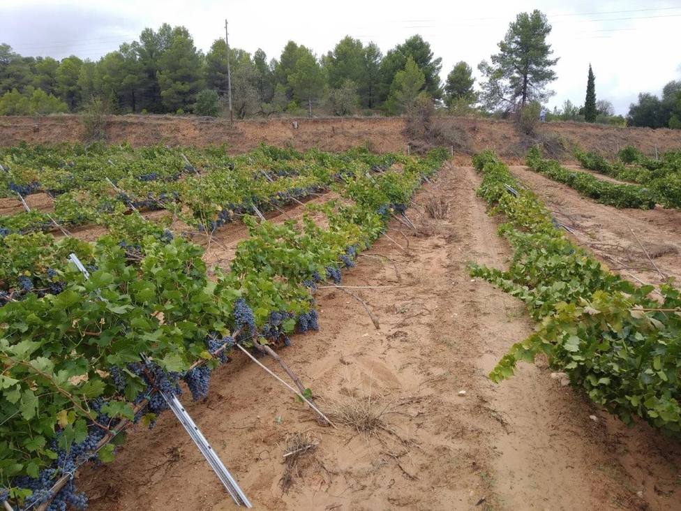 La Gota fría daña más de 2.000 hectáreas de viña y numerosas infraestructuras agrarias en Valencia