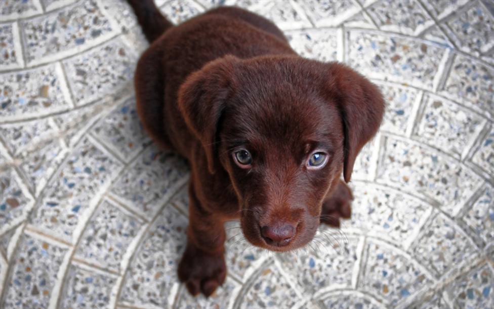 ctv-jg1-thumb2-puppy-4k-chocolate-retriever-small-labrador-canine