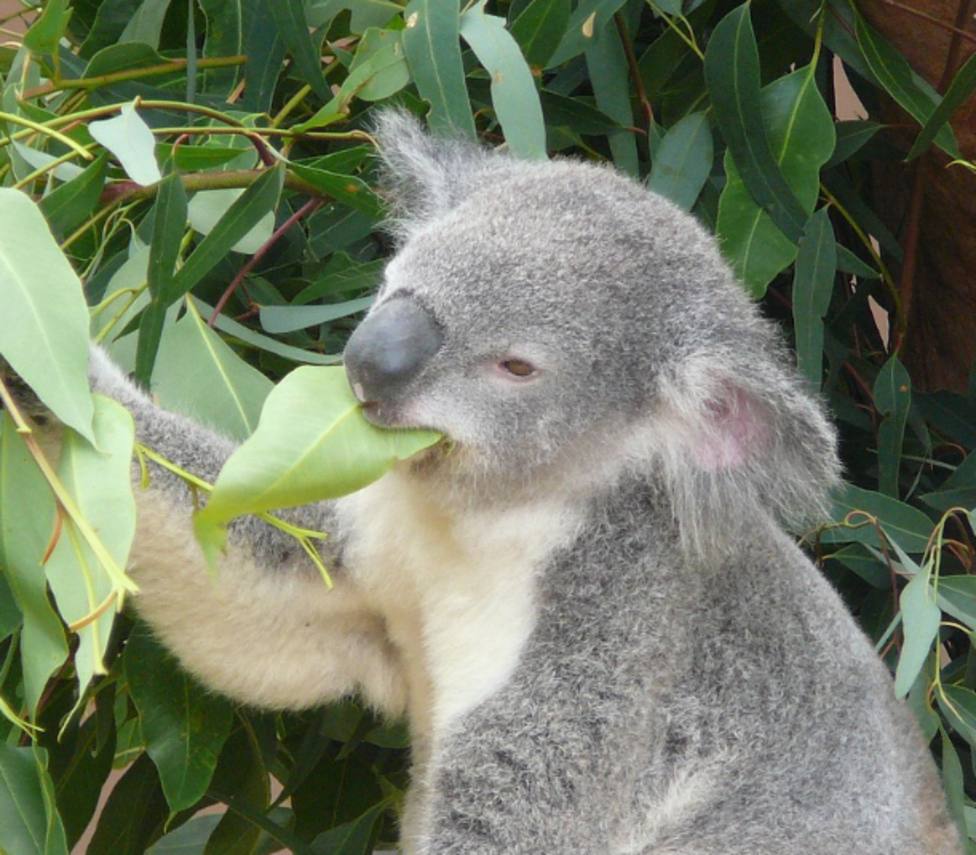 Koala en imagen de archivo