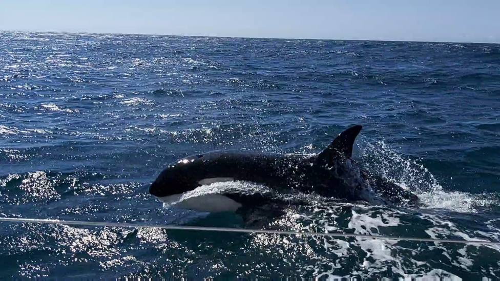 orcas galicia
