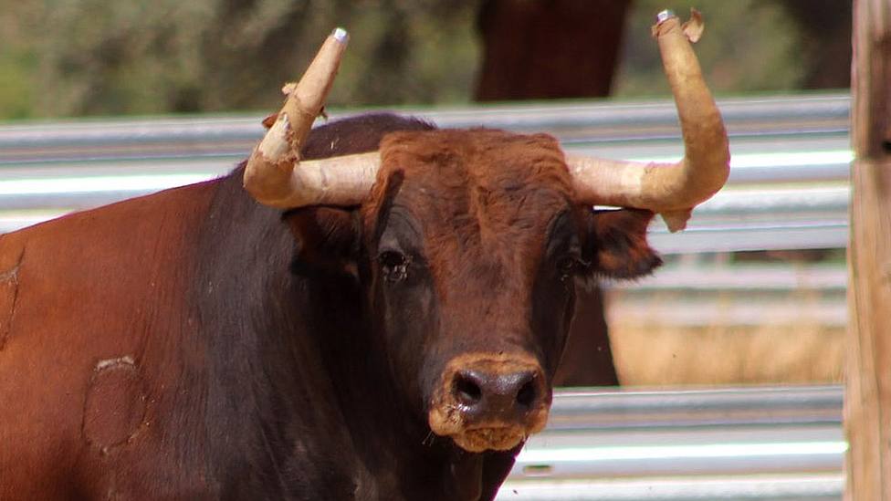 Uno de los toros de El Montecillo reseñados para la Feria de Albacete