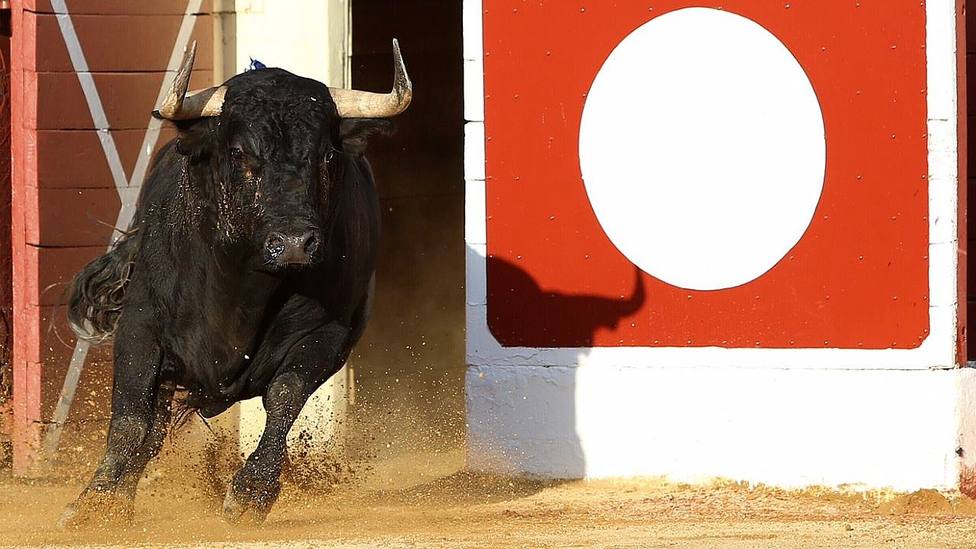 Toro saliendo por la puerta de toriles de la plaza de toros de Orthez (Francia)