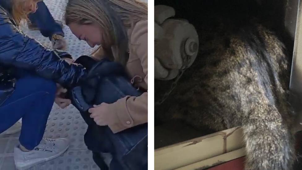La emocionante historia del animal rescatado del Campanar una semana después: Está vivo