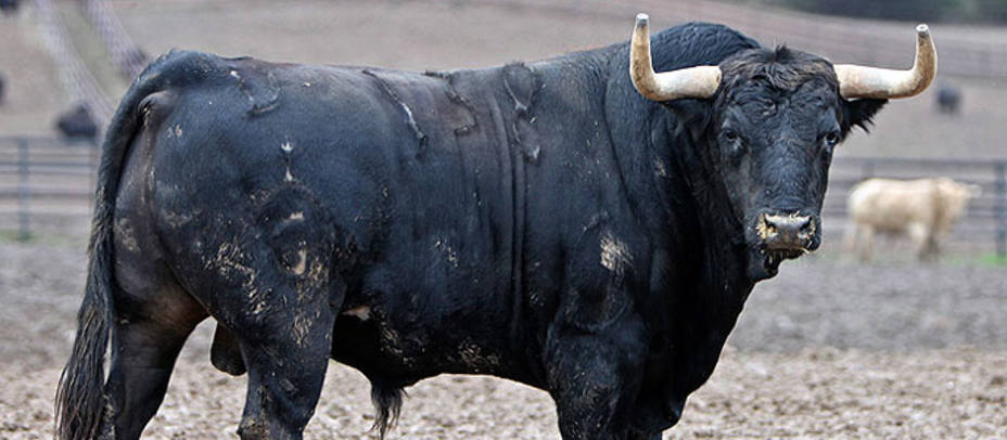 Uno de los toros de Fuente Ymbro que se lidiarán hoy en Valencia. TOROSVALENCIA.COM