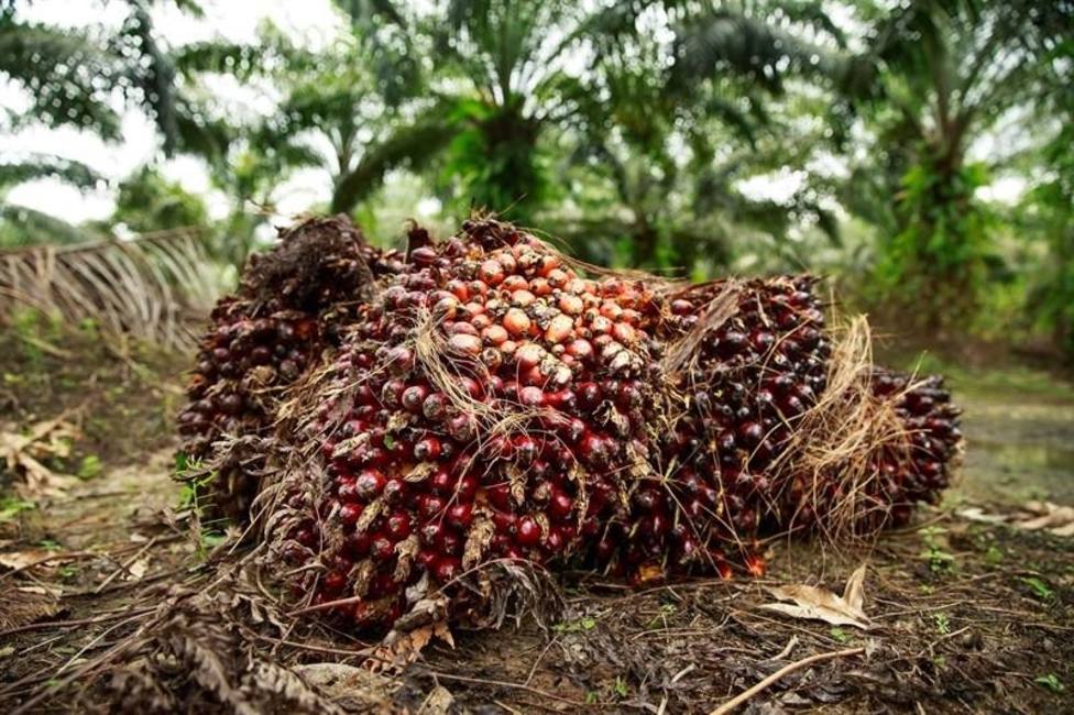 El aceite de palma, la alternativa saludable a las grasas trans