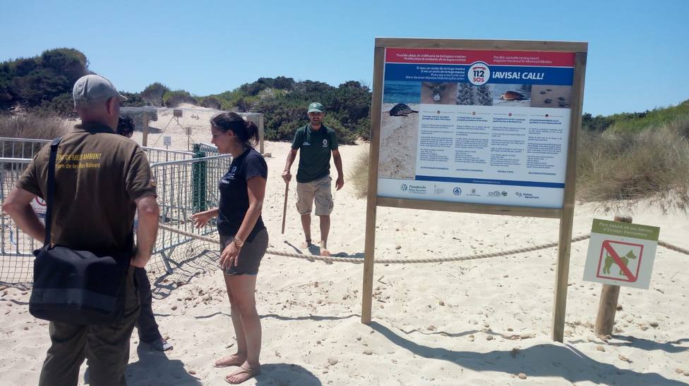 Segundo desove de tortuga marina en Ibiza en 5 días