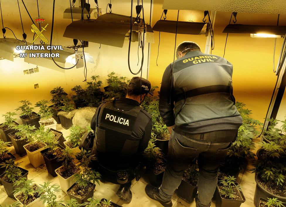 La Guardia Civil desmantela cuatro invernaderos clandestinos de marihuana en viviendas ocupadas ilegalmente