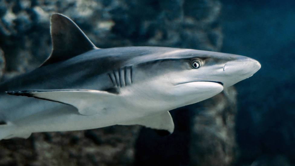 Los protectores del océano: esta es la importante misión de los tiburones