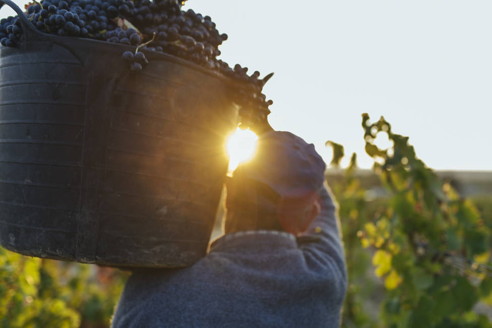 Viñedos de Álava constituye su Consejo Regulador: Su objetivo de comercializar vinos con este sello este año