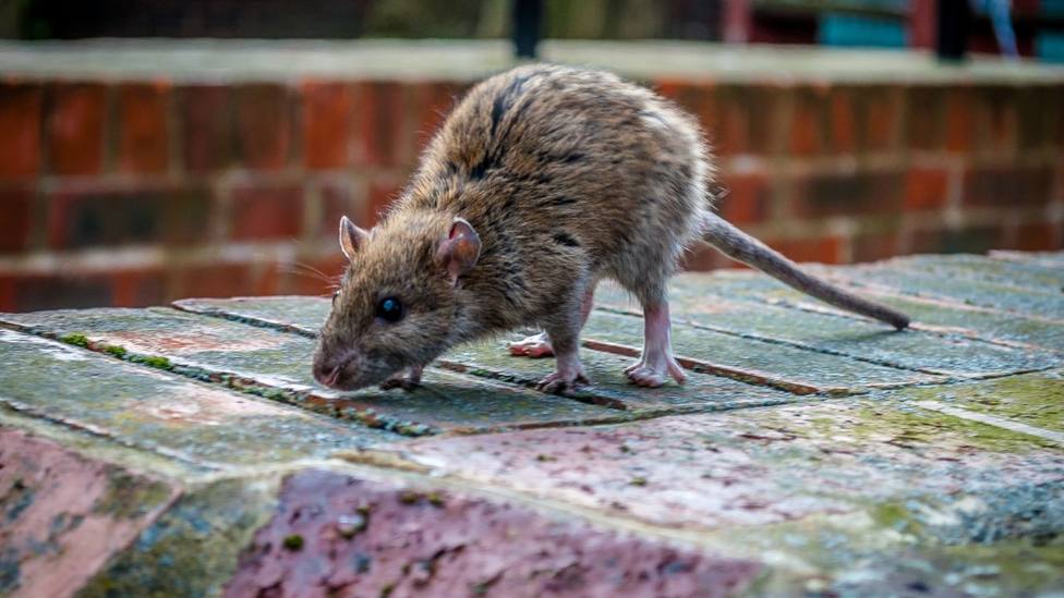 Plagas de ratas o cucarachas: ¿Se pueden exterminar con la Ley de Bienestar Animal?