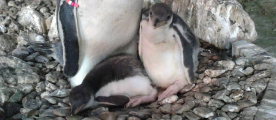 Los pequeños pingüinos. FAUNIA