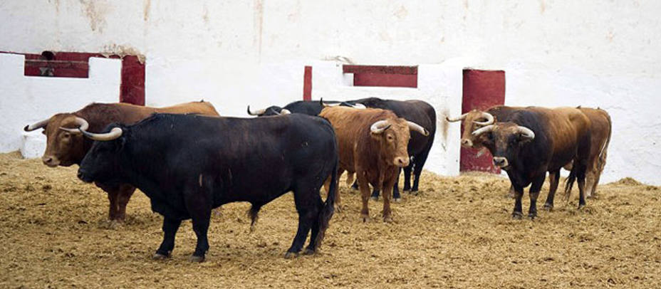 Los toro de Alcurrucén que se lidiarán hoy en Castellón. PLAZADETOROSDECASTELLON.ES