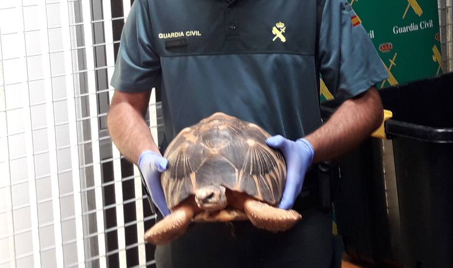 Desmantelan una red de tráfico ilegal de tortugas que operaba en Mallorca