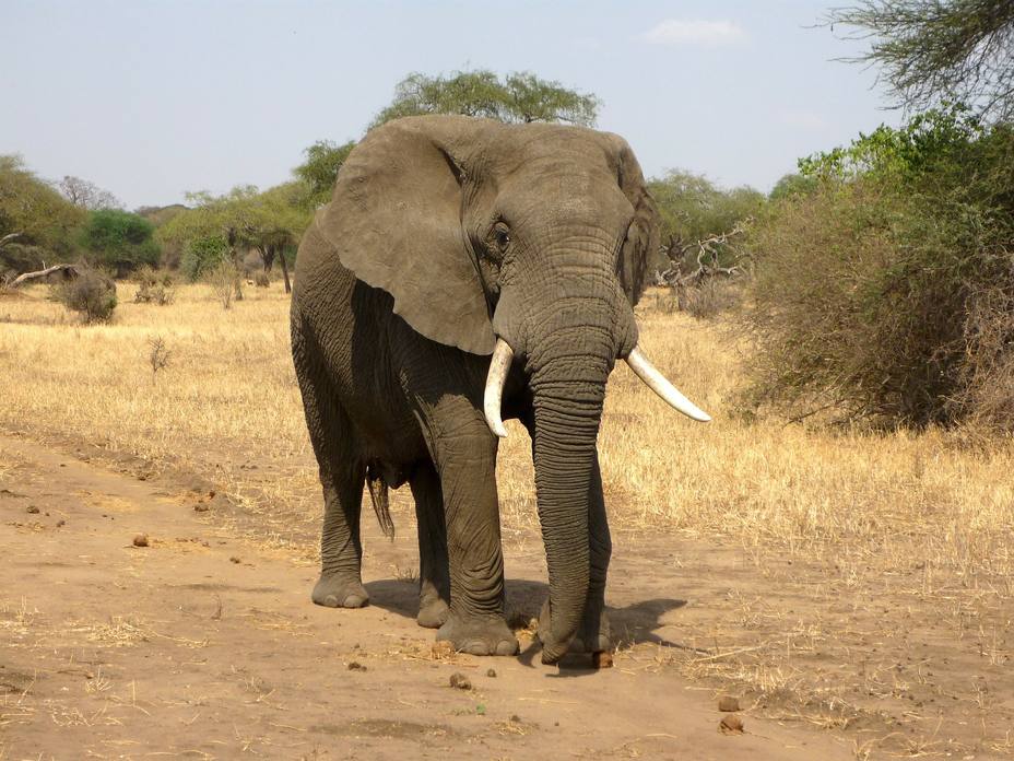 La reacción de unos elefantes cuando un cazador mata a un miembro de su manada