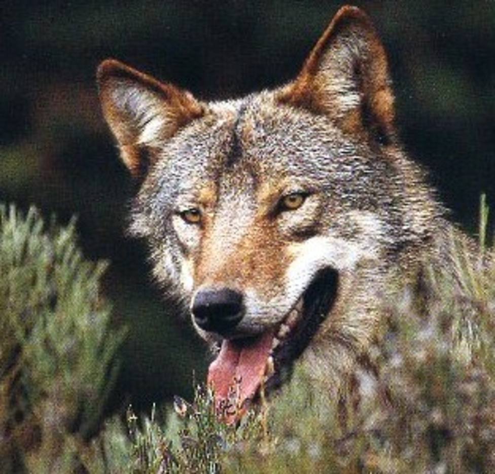 UU.AA denuncia los “continuos ataques” de los lobos a ganaderías de Chantada