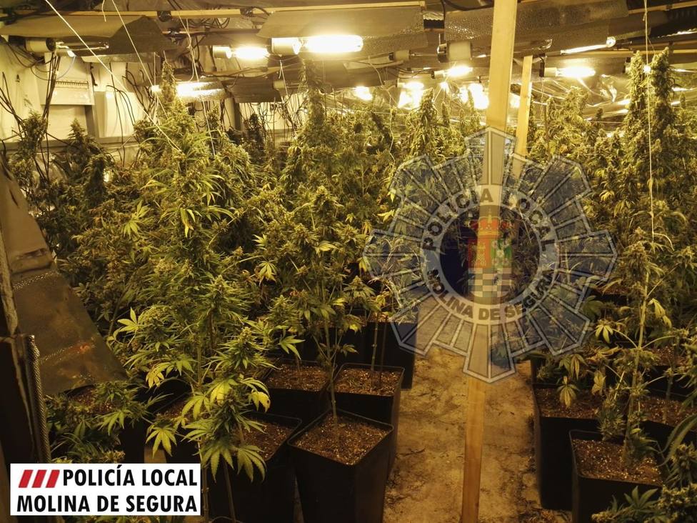 ctv-q9m-polica-local-molina-detenido-por-plantacin-de-marihuana-foto