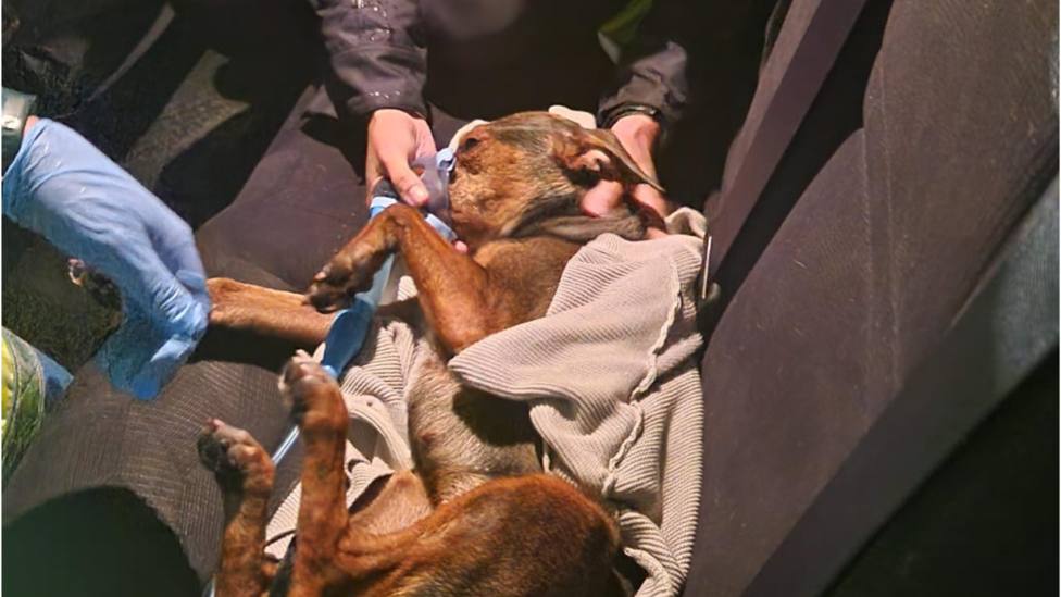 La Policía Local de Talayuela rescata a un perro en un incendio
