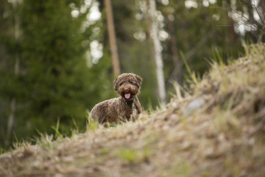 Italia crea la primera Academia que adiestra a perros en la recogida de trufas