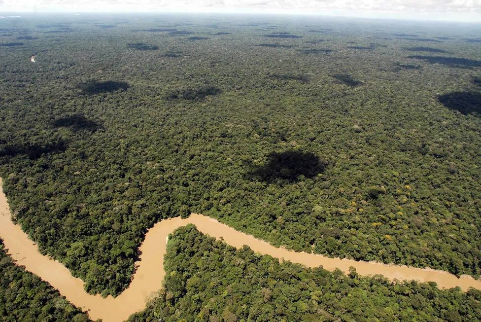 Más de la mitad de los árboles de la Amazonia ecuatoriana son desconocidos