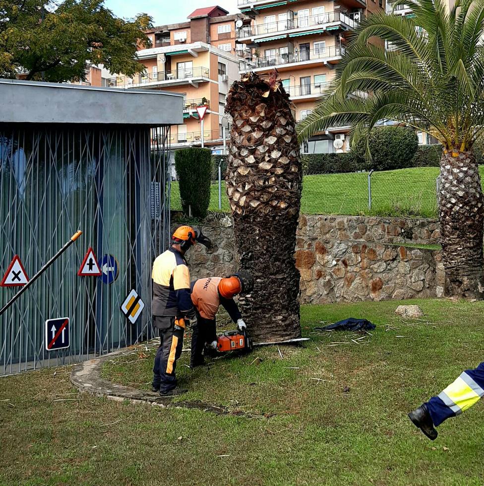 Empleados municipales de Plasencia actuando en las palmeras afectadas por el picudo rojo